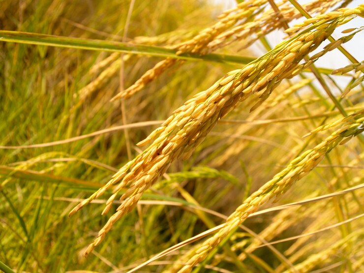 Rijpe oogst gouden rijst