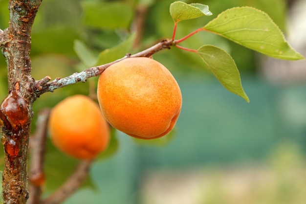 Rijpe oranje abrikoos aan een jonge boom