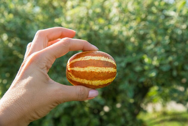 Foto rijpe oranje mini-meloen in de hand van een vrouw op groene achtergrond