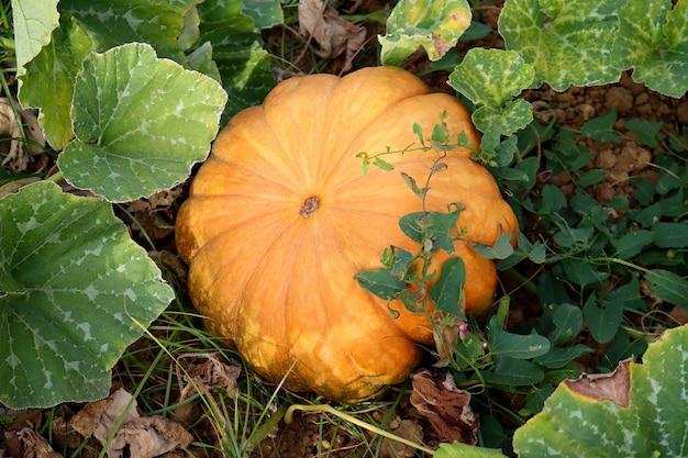 Rijpe oranje pompoen in het veld.