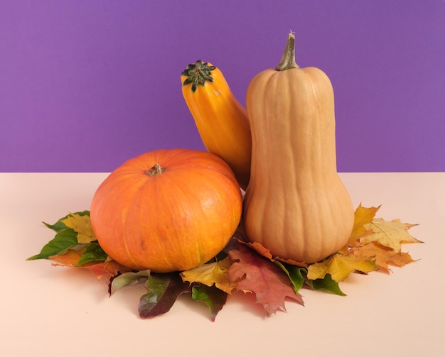 Rijpe oranje pompoenen verschillende vormen liggen op kleurrijke bladeren Idee herfst oogst en schoonheid natuur