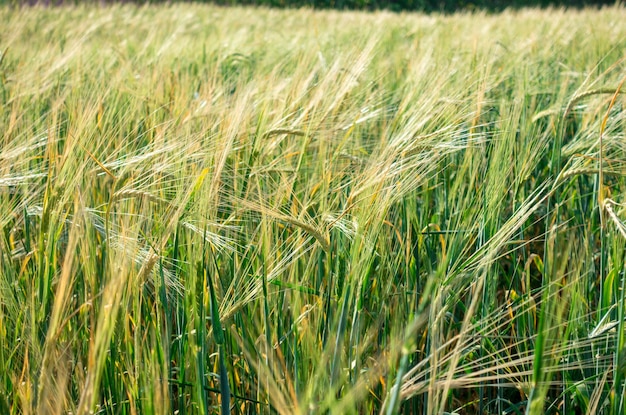 Rijpe oren van brood veld achtergrond