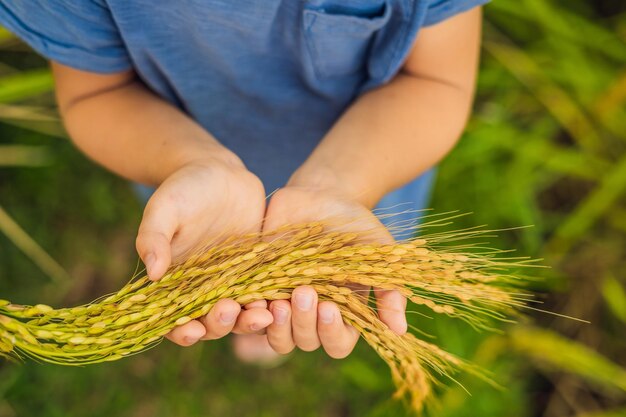 Rijpe oren van rijst in de hand van een kind. Producten uit rijstconcept. Voedsel voor kinderen van rijst. Een gezond kinderontbijt