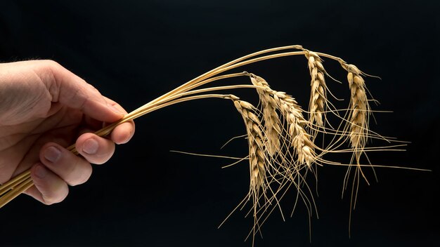 Rijpe oren van tarwe close-up op een donkere achtergrond broodindustrie vegetarisch voedsel