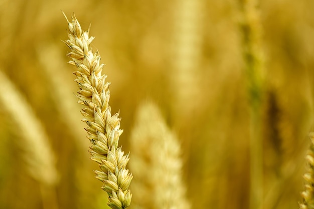 Rijpe oren van tarwe in een veld op een onscherpe achtergrond in goudtinten intreepupil achtergrond