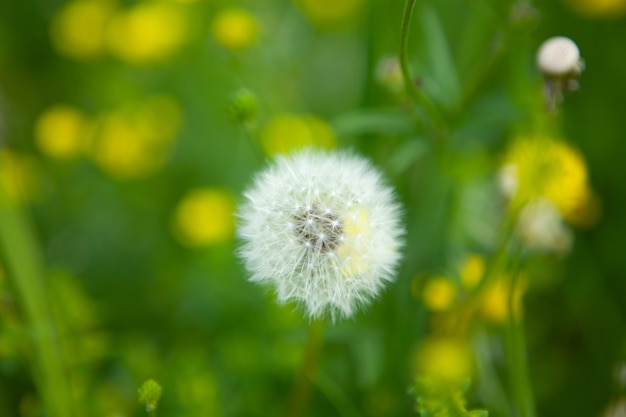 Rijpe paardebloem op het gras