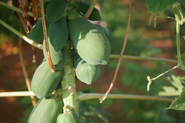 Rijpe papaja op een boom close-up