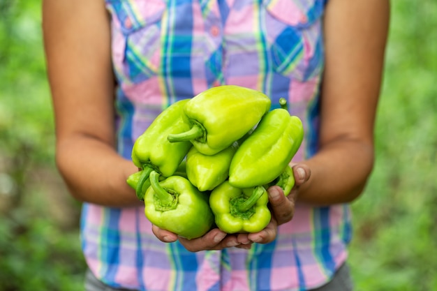 Rijpe paprika in handen van boerin