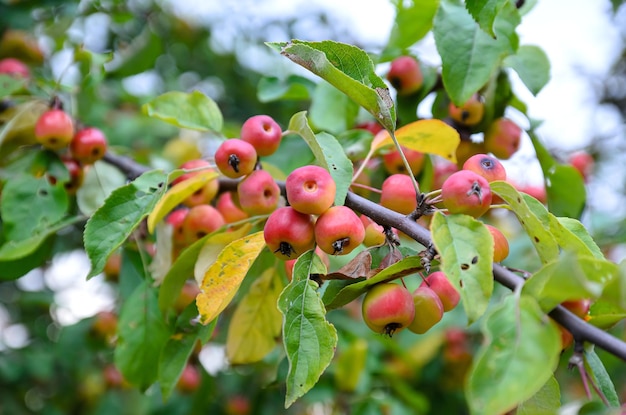 rijpe paradijsappels op een tak