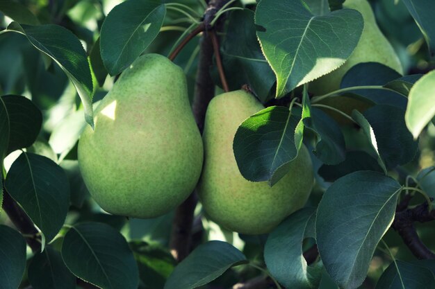 Rijpe peren die aan een tak hangen, zijn bedekt met groene bladeren. Fruit close-up.