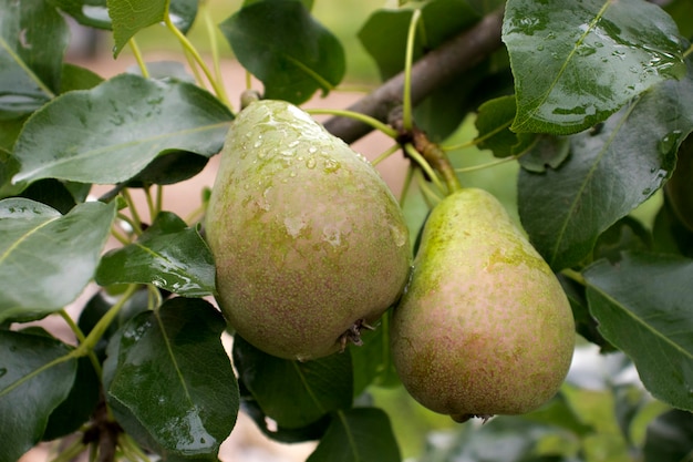 Rijpe peren hangen in de zomer aan een boomtak in de tuin. Het concept van het verbouwen van biologisch voedsel, tuinieren, boerderij, peren in de tuin