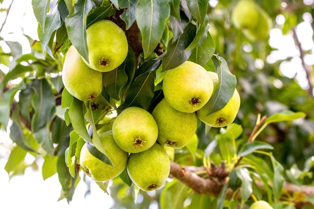 Rijpe peren op een boom close-up Perenoogst