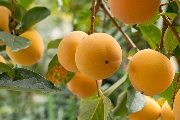 Rijpe persimmon op een boom Helder oranje vruchten op een boomtak Herfstoogst Mooie achtergrond