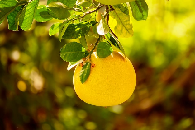 Rijpe pomelo-vruchten hangen aan de bomen in de citrustuin Oogst van tropische pomelo in boomgaard Pomelo is het traditionele nieuwjaarsvoedsel in China, het geeft geluk Landbouwvoedselachtergrond