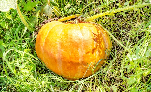 Rijpe pompoen in gras op het veld