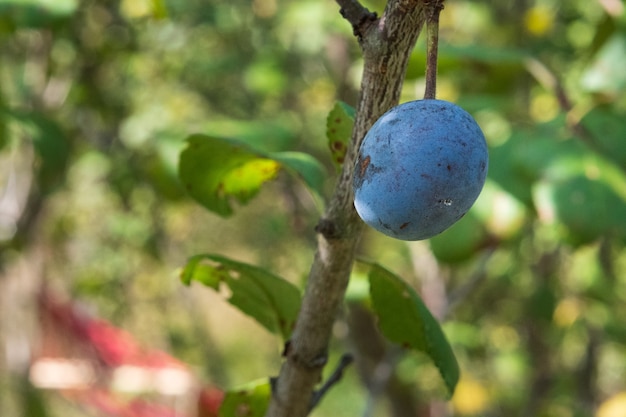 Rijpe pruimen aan de boom, close-up foto