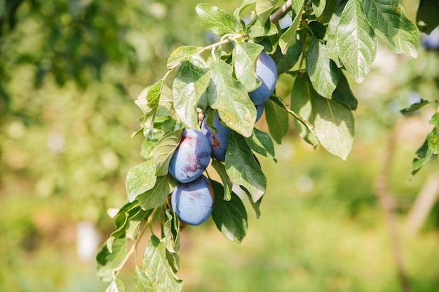 Rijpe pruimen die aan een boomtak hangen klaar om geplukt te worden Rijpe donkerblauwe pruimen op een boomtak in de tuin Landbouwindustrie