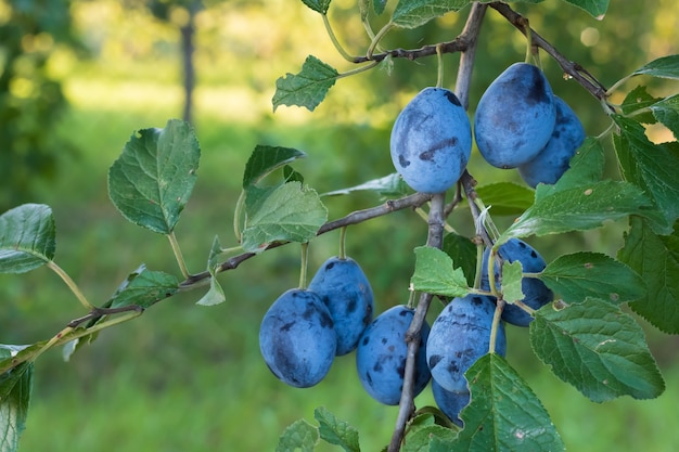 Rijpe pruimen op de boom close-up foto