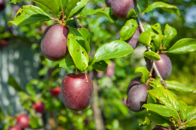 Rijpe pruimen op een boomfruitoogst