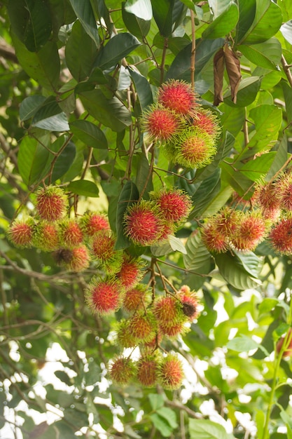 Rijpe rambutan-vruchten die op de boom hangen (nephelium lappaceum)