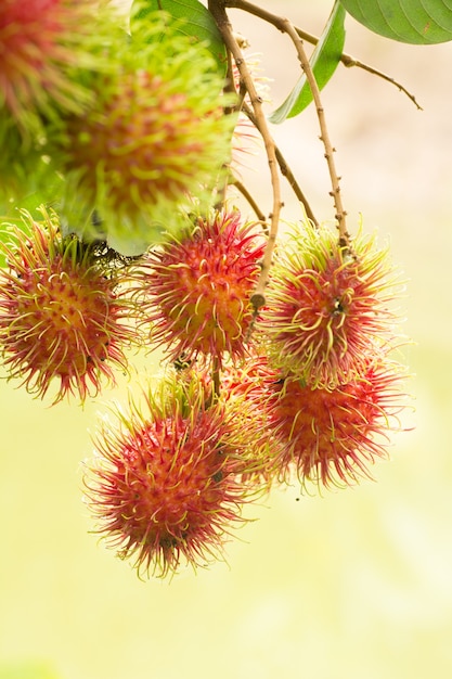 Rijpe Rambutan-vruchten die op de boom hangen (Nephelium lappaceum)