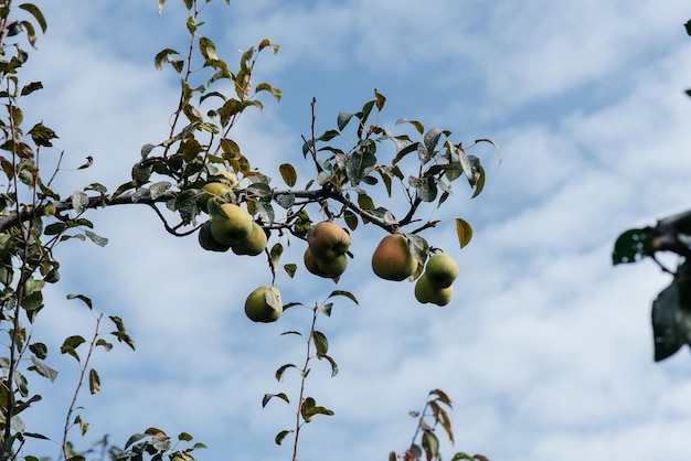 Rijpe rijpe peren groeien close-up op bomen in de tuin Landbouw en gezonde biologische voeding Natuurlijke en milieuvriendelijke landbouw