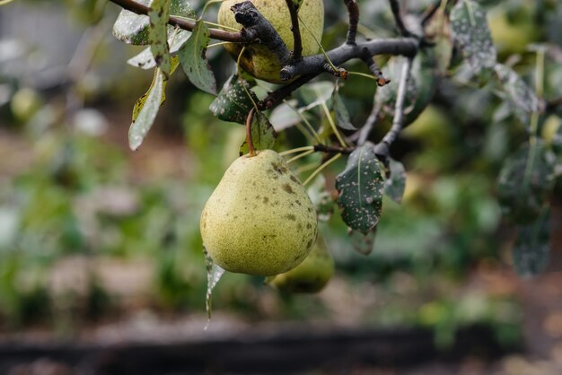 Rijpe, rijpe peren groeien close-up op bomen in de tuin. Landbouw en gezonde biologische voeding.