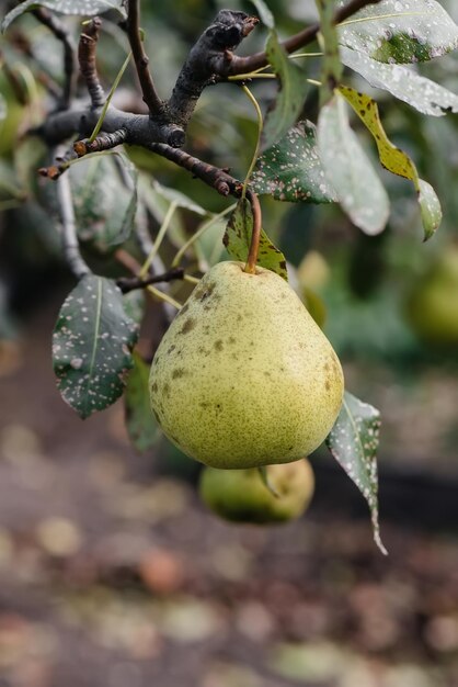 Rijpe, rijpe peren groeien close-up op bomen in de tuin. Landbouw en gezonde biologische voeding.