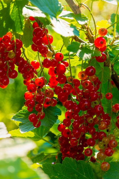 Rijpe rode aalbesbessen op een tak in de tuin Rode aalbes of gewone of tuinbes Ribes rubrum