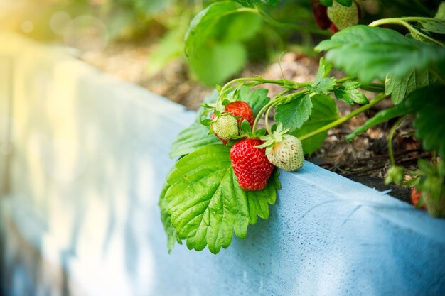 Foto rijpe rode aardbeien groeien op een houten tuinbed