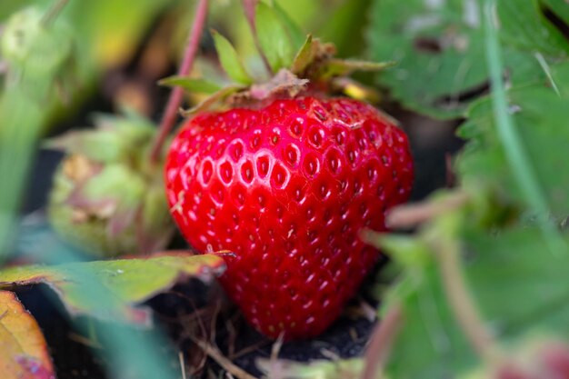 Rijpe rode aardbeienbes op een zonnige zomerdag macrofotografie