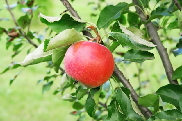 rijpe rode appel op een appelboom tak in de tuin