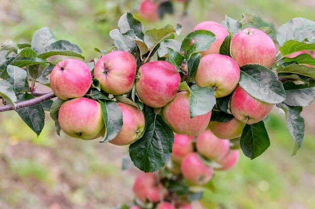 Rijpe rode appels in de tuin aan een boom Appeloogst