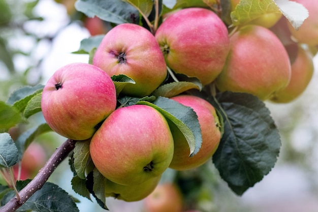 Rijpe rode appels in de tuin aan een boom Appeloogst