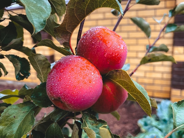 Rijpe rode appels in regendruppels op een tak in de tuin Thuisoogst in het dorp