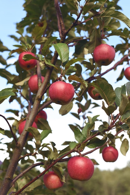 Rijpe rode appels op appelboom. Een appelboomtak in de tuin op een zomerdag.