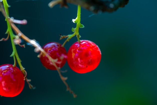 Rijpe rode bessen van aalbes die op een tak hangen in de zomerdag macrofotografie