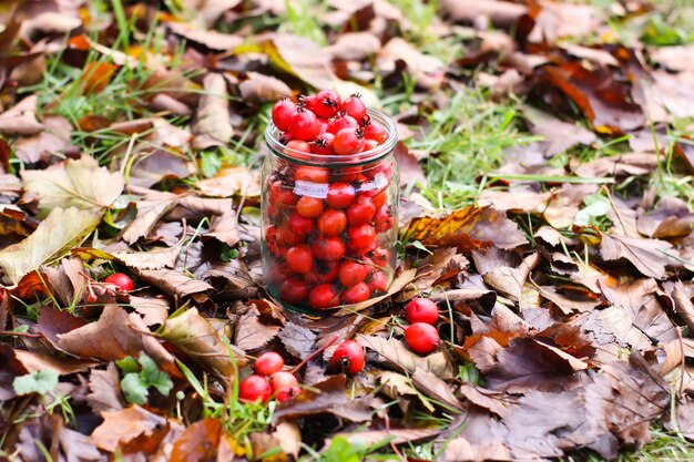 Rijpe rode bessen van Crataegus laevigata plant. Midland meidoorn, mayflower fruit in glazen pot op herfstbladeren achtergrond in het herfstpark.