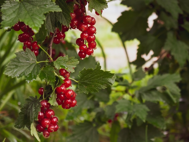 Rijpe rode bessenbessen op een struiktak op een zonnige dag (Ribes rubrum).