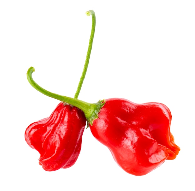 Rijpe rode chilipepers geïsoleerd op een witte achtergrond Capsicum baccatum of Bishop's crown peper