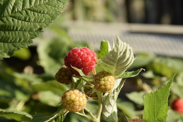 Rijpe rode frambozenclose-up op de tak