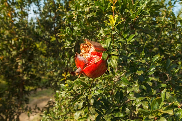 Rijpe rode granaatappel op een boom in de wildernis, Turkije