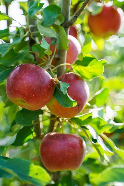 Rijpe rode herfstappels hangen omgeven door groen gebladerte aan een tak van een appelboom