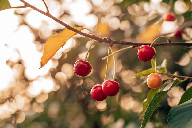 Rijpe rode kersen die aan een tak hangen met groene bladeren in de tuin Naturevitamins conserveringsconcept