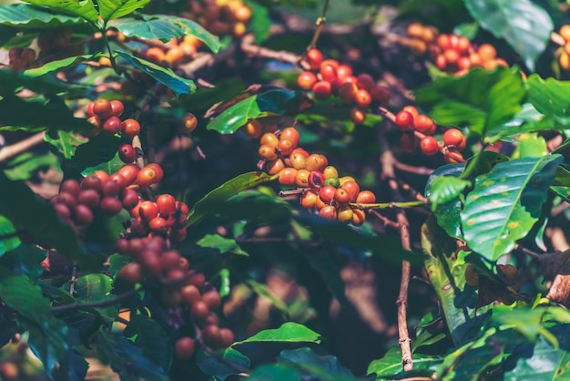 Rijpe rode koffieboon bes plant vers zaad koffie boom groei in groene eco biologische boerderij Close-up rode rijpe zaad robusta arabica bessen oogst voor koffietuin Verse koffieboon groene blad bush