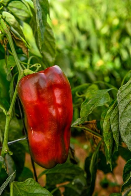 Rijpe rode paprika die aan de plant hangt in een kas