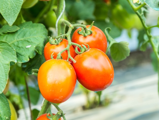 rijpe rode tomaten groeien op tak in het veld