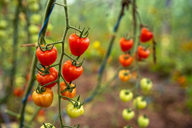 rijpe rode tomaten in biologische kwaliteit in een kas