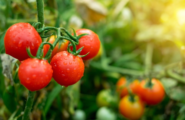 Rijpe rode tomaten in de tuin