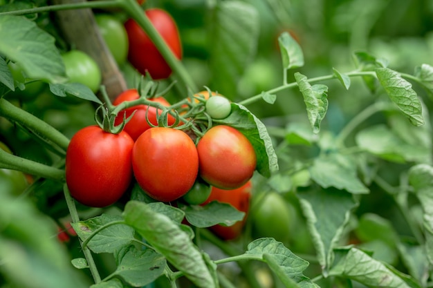 Rijpe rood geel groene tomaten in de tuin biologische landbouw